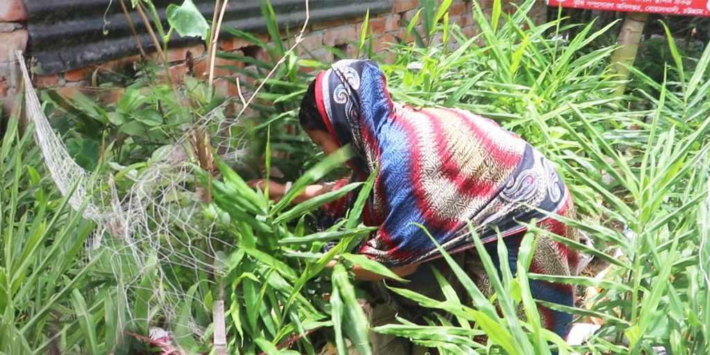 কৃষিতে নতুন ধারা: বোয়ালখালীতে `বস্তায় আদা চাষে’ সফলতা