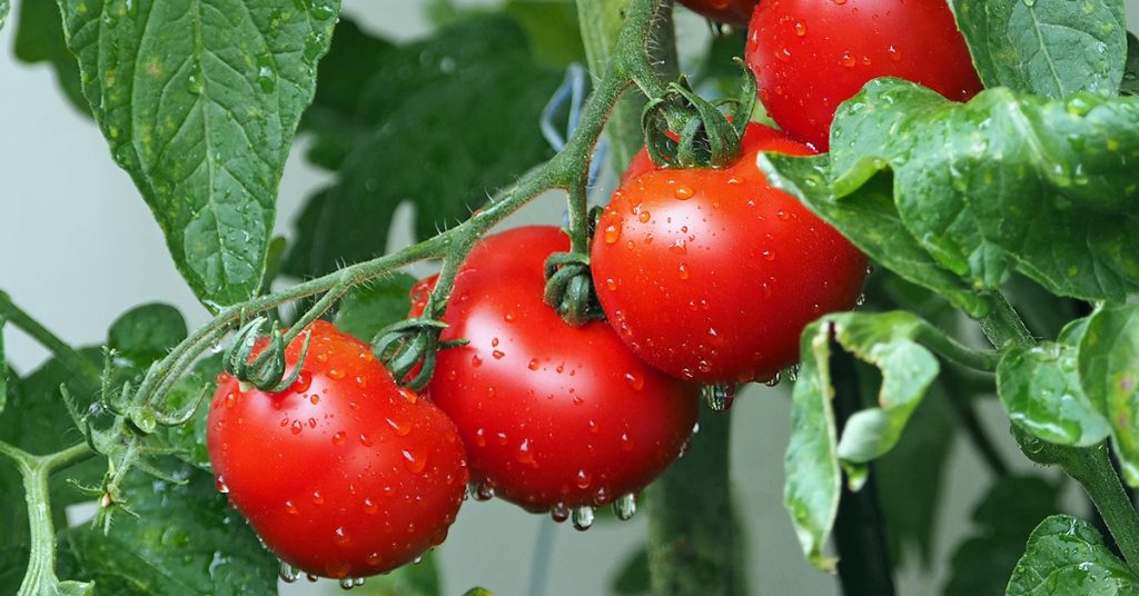 টমেটো: ফল না সবজি—একটি চিরায়ত বিতর্ক ও স্বাস্থ্যগুণ নিয়ে বিশ্লেষণ