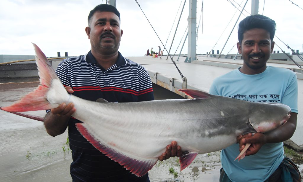 জালে উঠল ২২ কেজির পাঙ্গাশ, বিক্রি হলো ৩৫ হাজার টাকায়